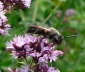 Sandbiene - Andrena carbonaria 