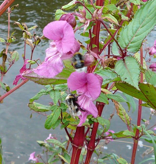 Schmarotzerhummel 2 - Psithyrus spec.