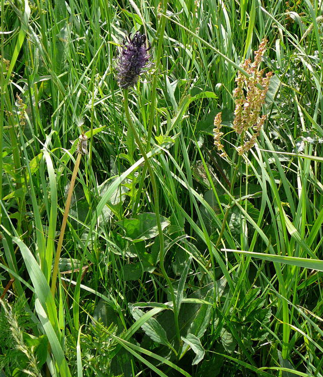 Schwarze Teufelskralle - Phyteuma nigrum