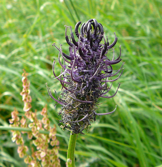 Schwarze Teufelskralle - Phyteuma nigrum 