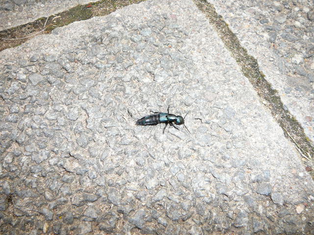 Schwarzer Moderkurzflügler 2 - Ocypus spec.