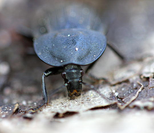 Schwarzer Schneckenjger (Phosphuga atrata) 