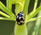 Schwarzgefleckter Marienkfer-Propylea quatuordecimpunctata-August09-Garten-1_N