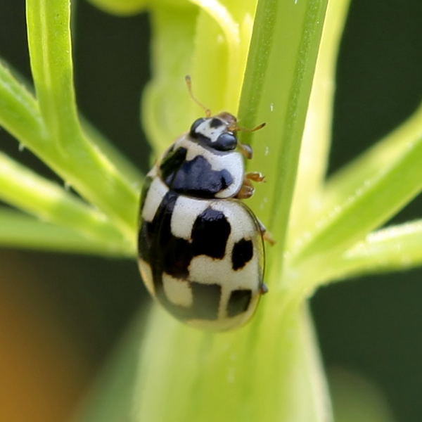 Schwarzgefleckter Marienkfer - Propylea quatuordecimpunctata