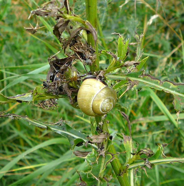 Schwarzmndige Bnderschnecke - Cepaea nemoralis