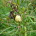 Schwarzmndige Bnderschnecke - Cepaea nemoralis