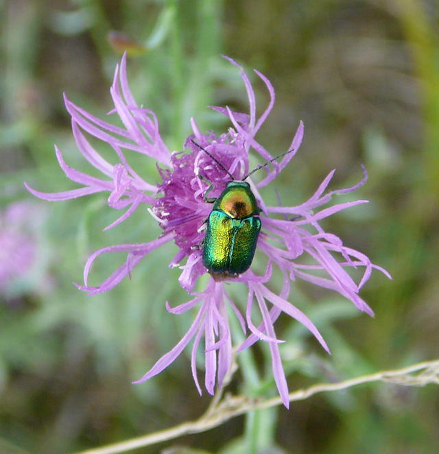 Seidiger Fallkfer - Cryptocephalus sericeus 