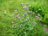 Skabiosen-Flockenblume - Centaurea scabiosa