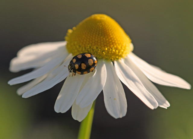 Trockenrasen-Marienkfer - Coccinula quatuordecimpustulata