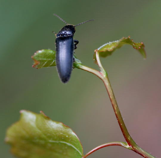 Cf. Limoniscus violaceus od. Cf. Melanotus punctolineatus