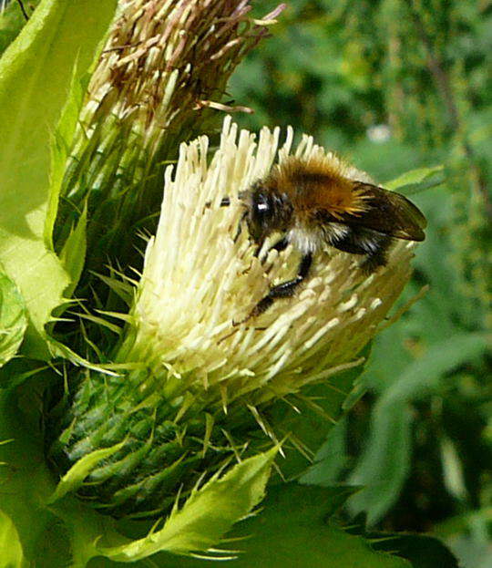 Kohl-Kratzdistel - Cirsium oleraceum