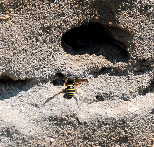 Vierbindige Furchenbiene - Halictus quadricinctus