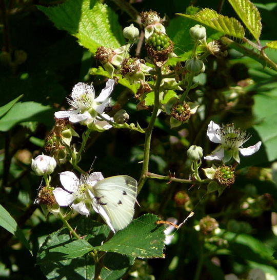 Acker-Brombeere - Rubus caesius