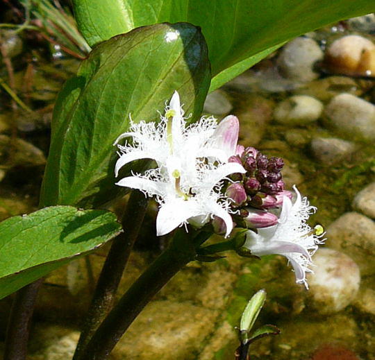 Dreiblttriger Fieberklee - Menyanthes trifoliata