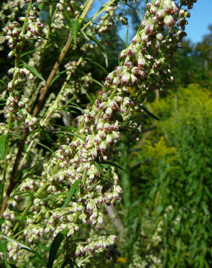Gemeiner Beifu - Artemisia vulgaris