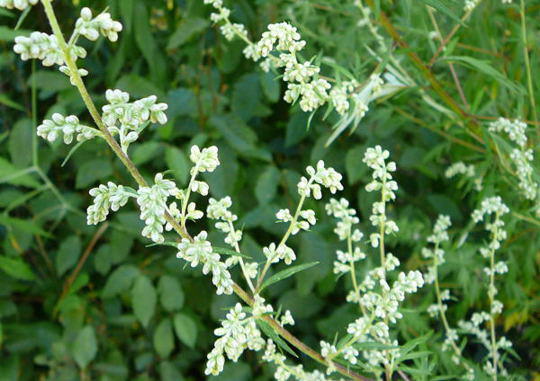 Gemeiner Beifu - Artemisia vulgaris