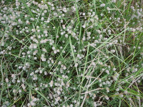Hasen-Klee (Acker-Klee) - Trifolium arvense