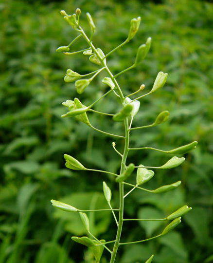 Hirtentschelkraut - Capsella bursa-pastoris