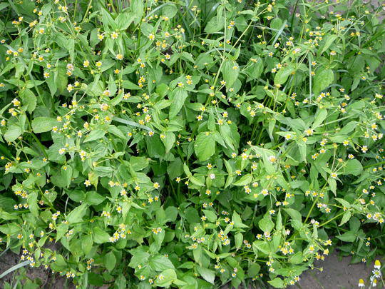 Kleinbltiges Knopfkraut - Galinsoga parviflora