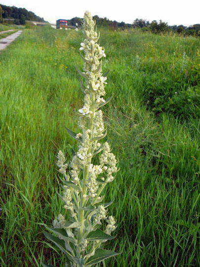 Mehlige Knigskerze - Verbascum lychnitis