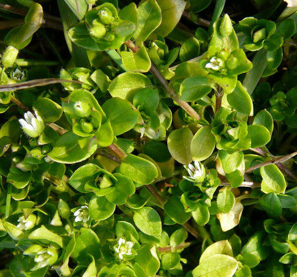 Vogelmiere - Stellaria media