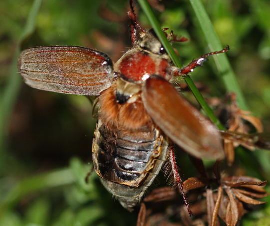 Waldmaikfer - Melolontha hippocastani