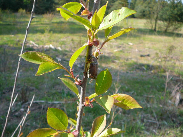 Waldmaikfer - Melolontha hippocastani