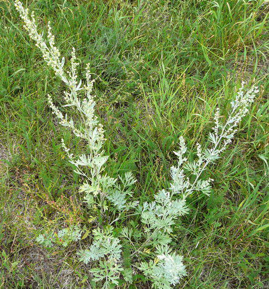 Wermut - Artemisia absinthium