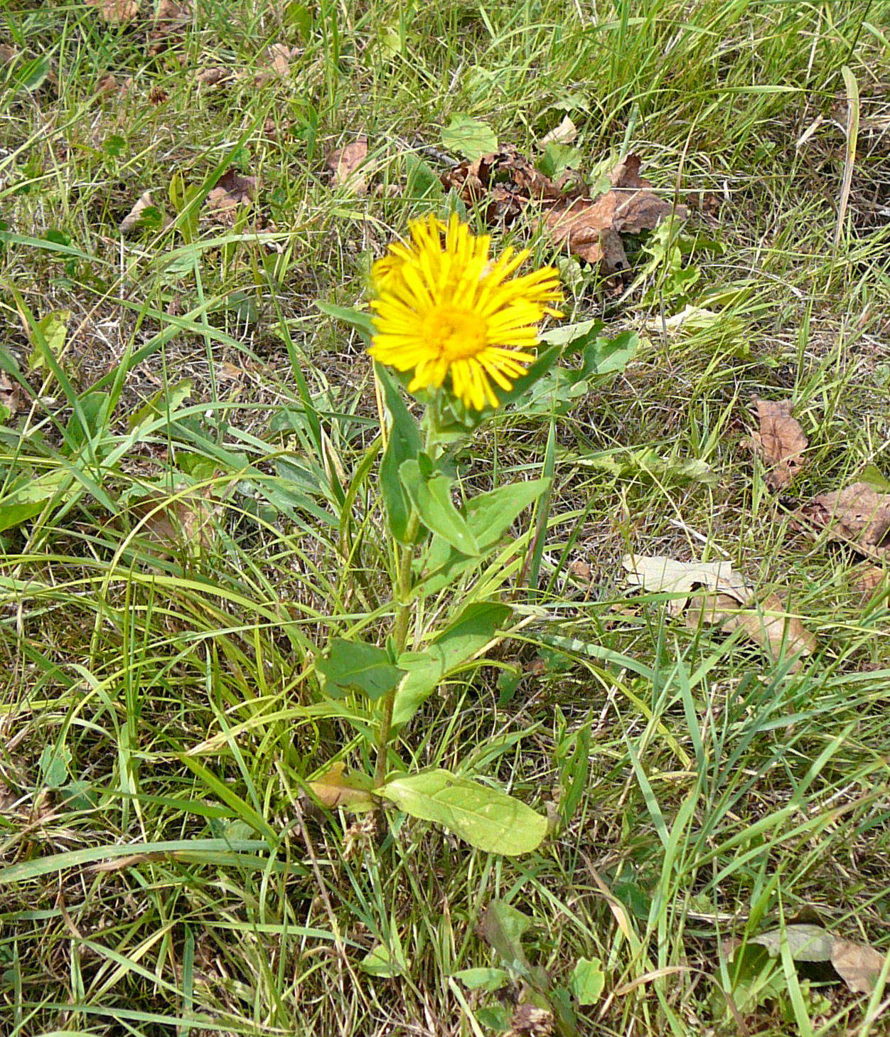 Wiesen-Alant - Inula britannica