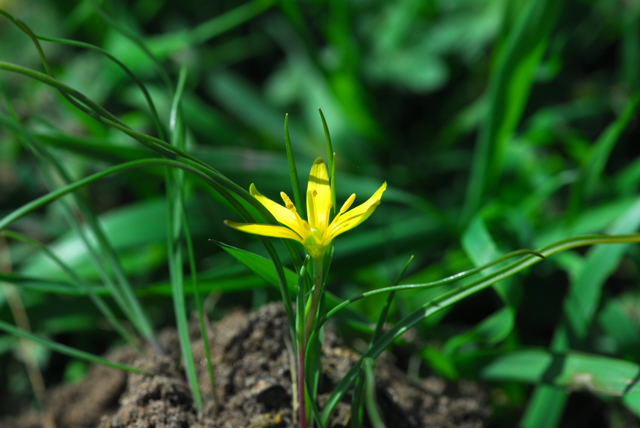 Wiesen-Goldstern - Gagea pratensis