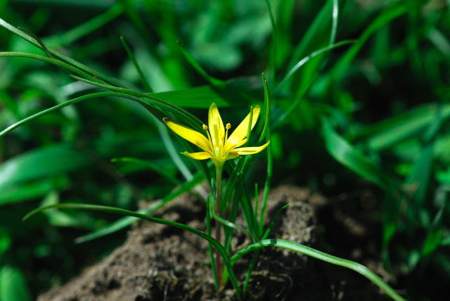 Wiesen-Goldstern - Gagea pratensis