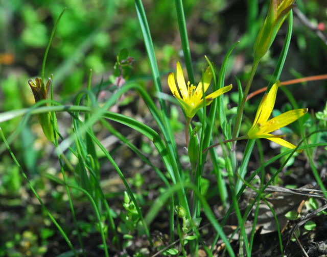 Wiesen-Goldstern - Gagea pratensis