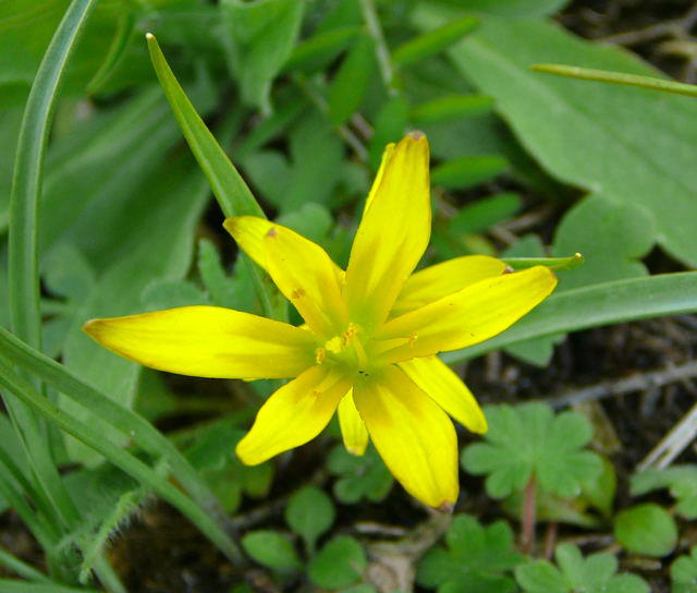 Wiesen-Goldstern - Gagea pratensis