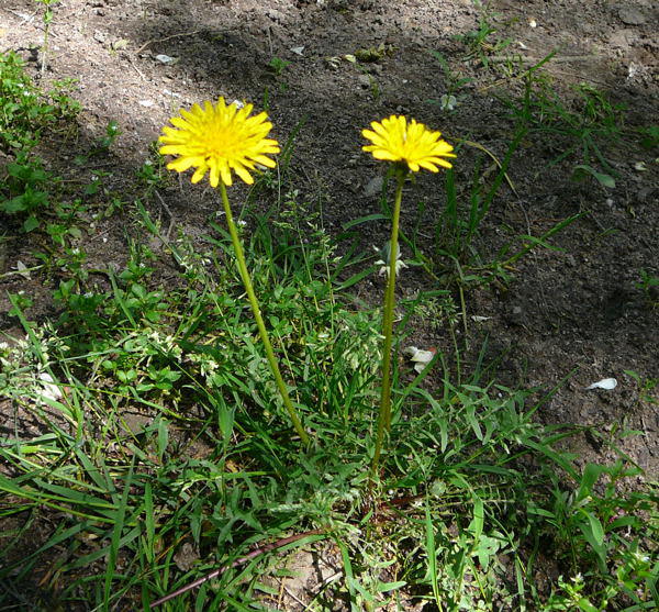 Wiesen-Lwenzahn - Taraxacum sect. Ruderalia