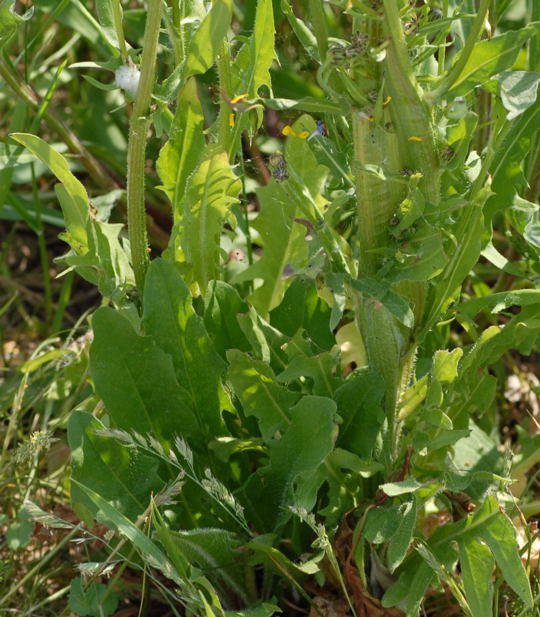 Wiesen-Pippau - Crepis biennis