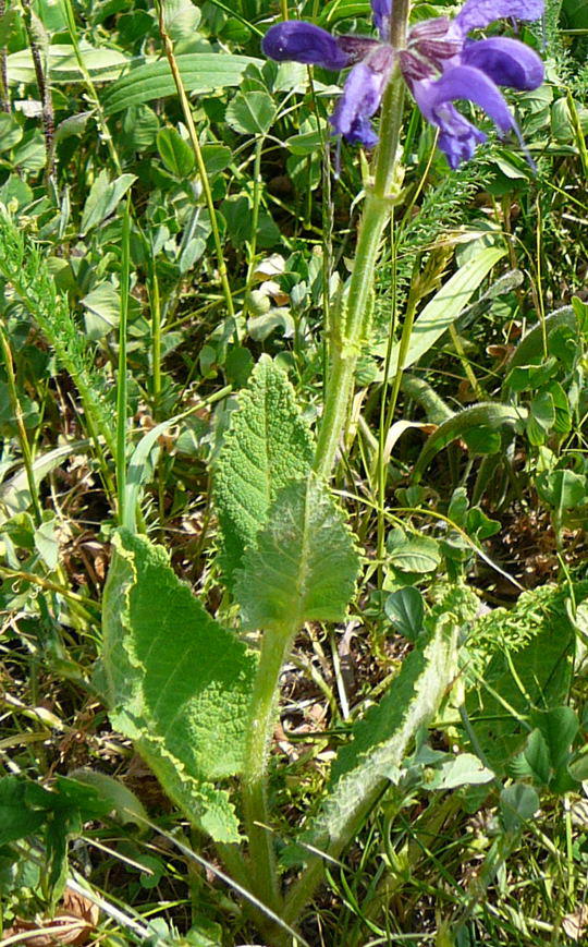 Wiesen-Salbei - Salvia pratensis