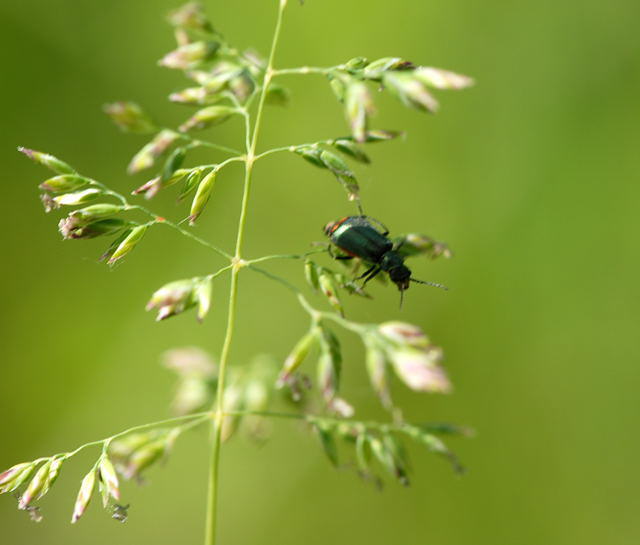 Zipfelkfer - Clanoptilus geniculatus