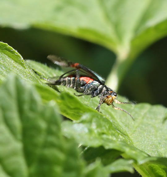 Zweifleckigen Zipfelkfers -Malachius bipustulatus