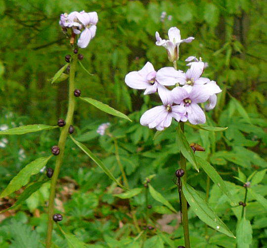 Zwiebel-Zahnwurz - Cardamine bulbifera